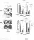 Fig. 06 - AN ANTI-APOPTOTIC FUNCTION OF PKM2 AND INTRACELLULARLY EXPRESSED SCFV ANTIBODIES