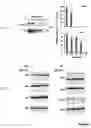 Fig. 07 - AN ANTI-APOPTOTIC FUNCTION OF PKM2 AND INTRACELLULARLY EXPRESSED SCFV ANTIBODIES