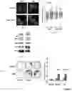 Fig. 08 - AN ANTI-APOPTOTIC FUNCTION OF PKM2 AND INTRACELLULARLY EXPRESSED SCFV ANTIBODIES