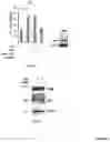 Fig. 09 - AN ANTI-APOPTOTIC FUNCTION OF PKM2 AND INTRACELLULARLY EXPRESSED SCFV ANTIBODIES