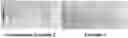 Fig. 01 - Method of preparing superabsorbent polymer sheet
