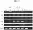Fig. 03 - Stem cell-derived Sertoli-like cell, preparation method therefor, and use thereof