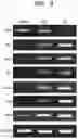 Fig. 07 - Stem cell-derived Sertoli-like cell, preparation method therefor, and use thereof