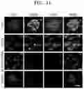 Fig. 09 - Stem cell-derived Sertoli-like cell, preparation method therefor, and use thereof