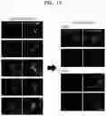 Fig. 10 - Stem cell-derived Sertoli-like cell, preparation method therefor, and use thereof