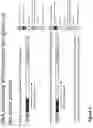 Fig. 06 - Compositions and methods for identification of a duplicate sequencing read