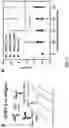 Fig. 09 - CAPACITIVE MICRO-SENSOR FOR PATHOGEN-SPECIFIC ANTIBODY RESPONSES