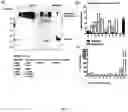 Fig. 02 - Detection of membrane proteins
