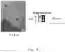 Fig. 05 - Rare earth cobalt-based permanent magnet