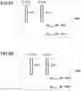 Fig. 10 - Display device and manufacturing method therefor, and multi-piece display panel