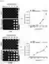 Fig. 04 - PHARMACEUTICAL COMPOSITION FOR TREATING THYROID CANCER COMPRISING TYROSINE KINASE ACTIVITY INHIBITOR AS ACTIVE INGREDIENT