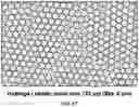 Fig. 12 - Microfluidic droplet generators