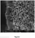 Fig. 14 - Supported zeolite films and methods for preparing