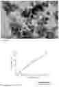 Fig. 07 - Method for the preparation of metal oxide hollow nanoparticles