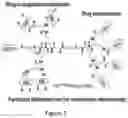 Fig. 02 - Functional segregated telodendrimers and nanocarriers and methods of making and using same