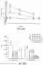 Fig. 33 - Synthetic peptide compounds and methods of use