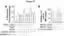 Fig. 12 - Compounds, compositions, and methods for the treatment of inflammatory, degenerative, and neurodegenerative diseases