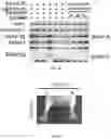 Fig. 08 - neurotoxin (BoNT/EN) and derivatives thereof
