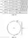 Fig. 02 - Optogenetic modulation by Multi-Characteristic Opsins for vision restoration and other applications