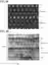 Fig. 04 - Oxide semiconductor film and semiconductor device