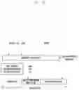 Fig. 31 - Method for securing discovery information and device therefor