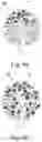 Fig. 07 - SYSTEM FOR DRY ARTIFICIAL POLLINATION OF CULTIVATED TREES OR SHRUBS BY INSECT-BORNE POLLEN AND METHOD OF DOING THE SAME