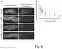 Fig. 05 - Transgenic Insect and Use of Same in Methods for Testing Natural or Synthetic Substances