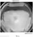 Fig. 06 - Rhizobacteria and uses thereof