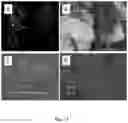 Fig. 09 - Rhizobacteria and uses thereof