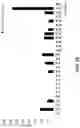 Fig. 11 - FERMENTED PLANT COMPOSITIONS HAVING MODIFIED ORGANOLEPTIC PROPERTIES