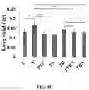 Fig. 09 - Compositions and methods for enhancing cancer radiotherapy