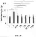 Fig. 11 - Compositions and methods for enhancing cancer radiotherapy
