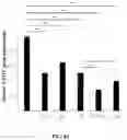 Fig. 23 - Compositions and methods for enhancing cancer radiotherapy