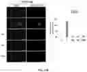 Fig. 33 - Compositions and methods for enhancing cancer radiotherapy