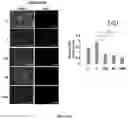 Fig. 34 - Compositions and methods for enhancing cancer radiotherapy
