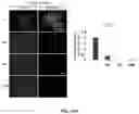Fig. 35 - Compositions and methods for enhancing cancer radiotherapy
