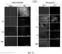 Fig. 37 - Compositions and methods for enhancing cancer radiotherapy