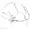 Fig. 01 - Bra