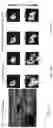 Fig. 43 - Systems and methods of optimizing functional images of a lesion region using guided diffuse optical tomography