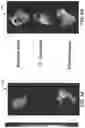 Fig. 06 - Systems and methods for assessing heart function