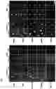 Fig. 03 - Novel Compounds for Imaging Tau Proteins That Accumulate in the Brain