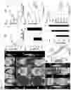 Fig. 06 - Novel Compounds for Imaging Tau Proteins That Accumulate in the Brain