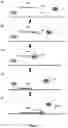 Fig. 02 - Method For Nucleic Acid Detection, Primer For Nucleic Acid Detection, And Kit For Nucleic Acid Detection