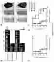 Fig. 31 - Compositions and methods for treating cancer