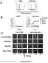 Fig. 34 - Compositions and methods for treating cancer