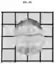 Fig. 12 - Composition for biotissue clearing and biotissue clearing method using same