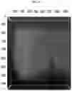 Fig. 15 - Composition for biotissue clearing and biotissue clearing method using same