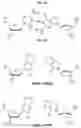 Fig. 02 - Nucleoside triphosphate transporter and uses thereof