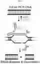 Fig. 20 - Nucleoside triphosphate transporter and uses thereof