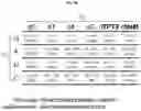 Fig. 21 - Nucleoside triphosphate transporter and uses thereof